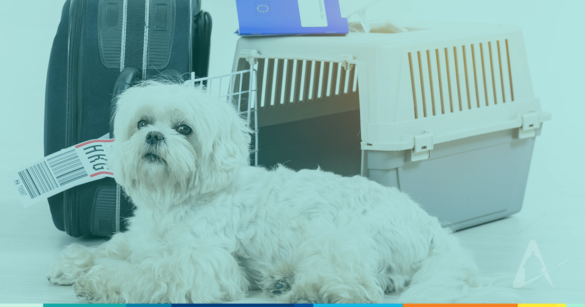 11 tips for traveling with your pet